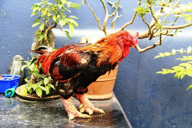 Gà Đông Tảo giá chục triệu cháy hàng ở Sài Gòn